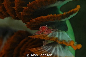 little porcelain or soft coral crab by Alan Johnson 